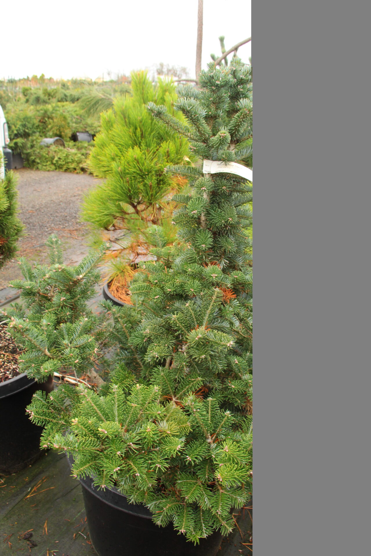 Abies koreana x lasiocarpa 